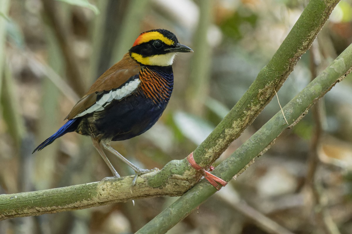 Malayan Banded-Pitta - ML615668361