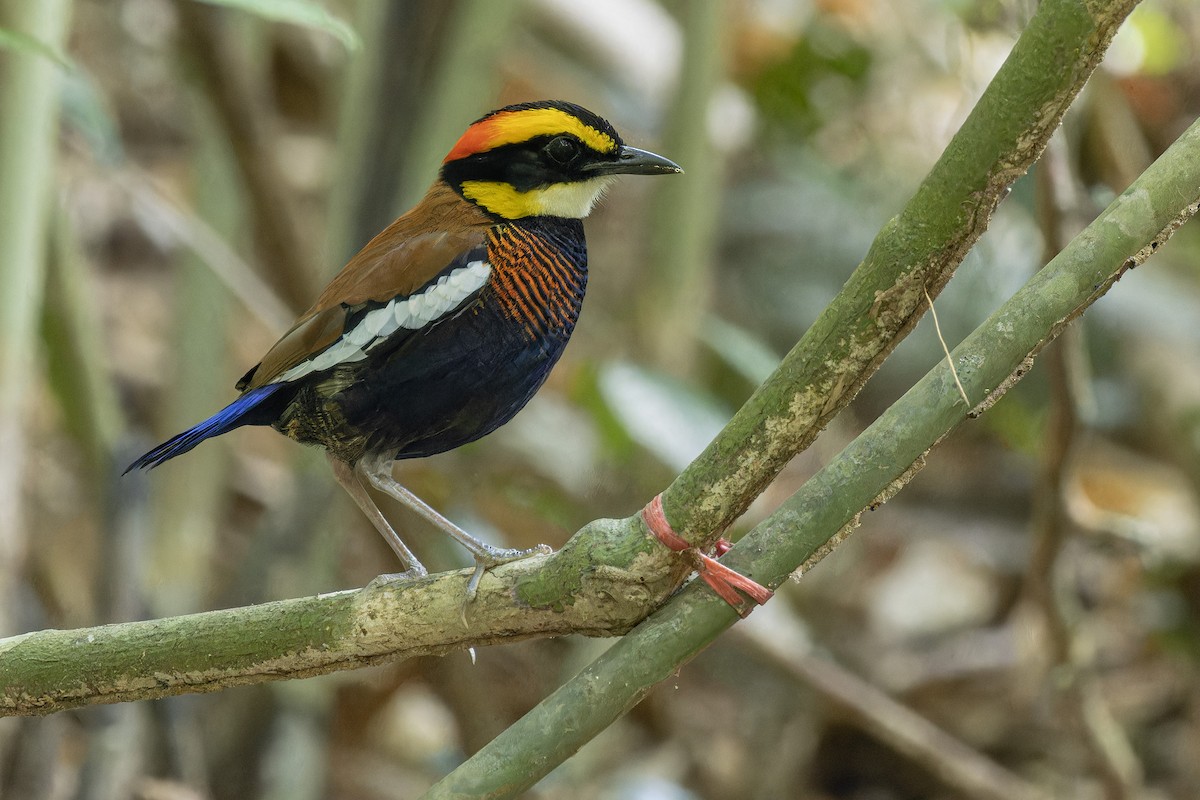 Malayan Banded-Pitta - ML615668363