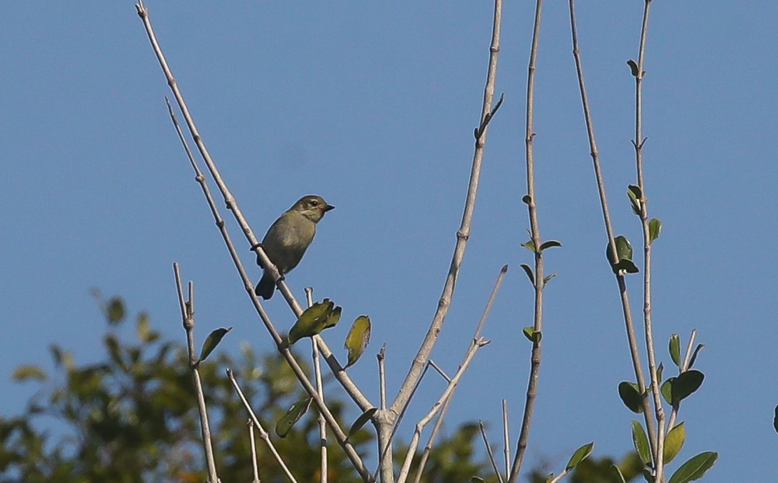 Green Tinkerbird - ML615668367