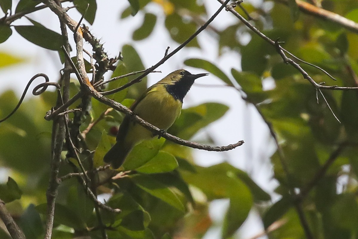 Plain-backed Sunbird - ML615668420