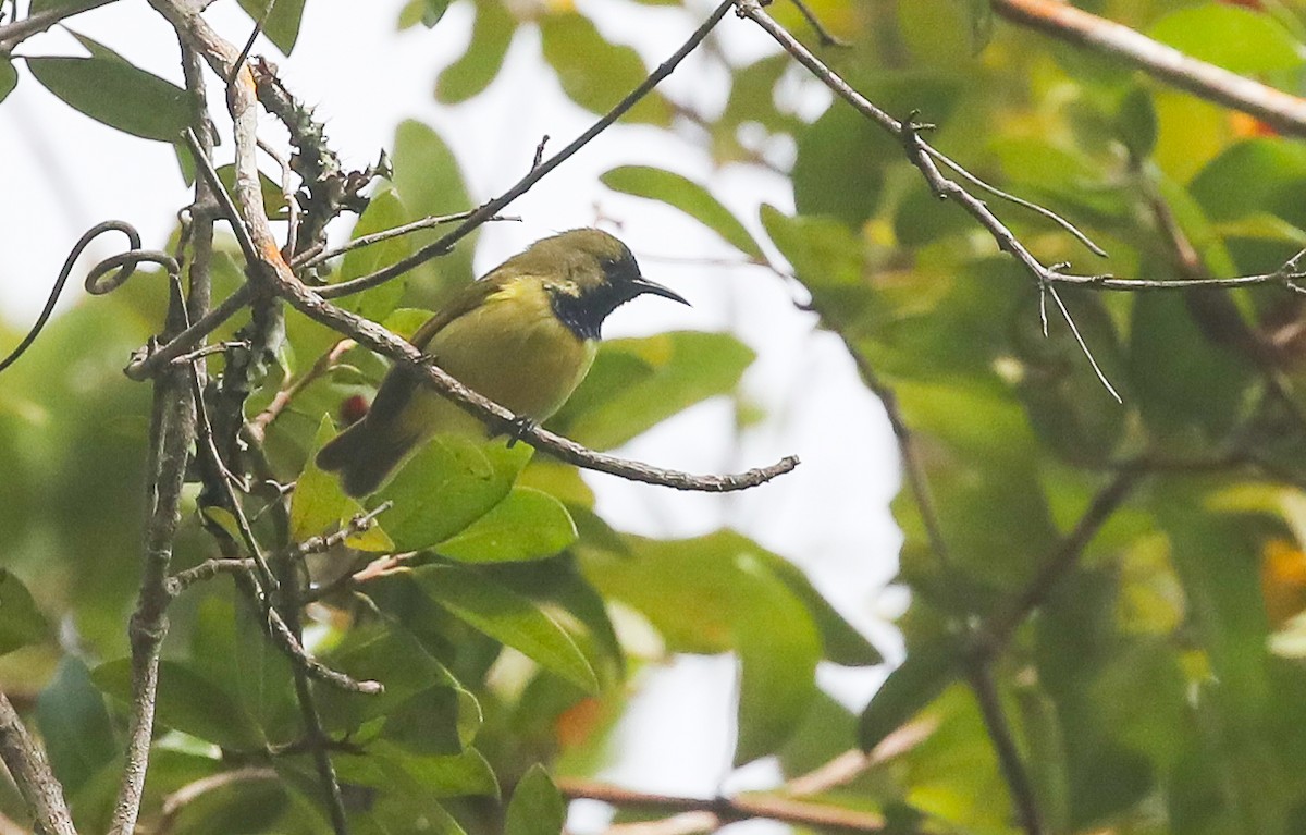 Plain-backed Sunbird - ML615668421