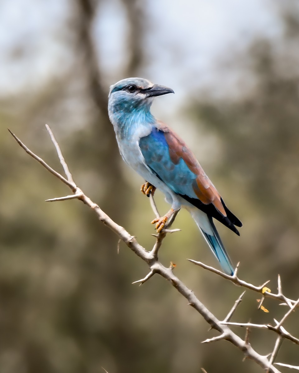 European Roller - ML615668443