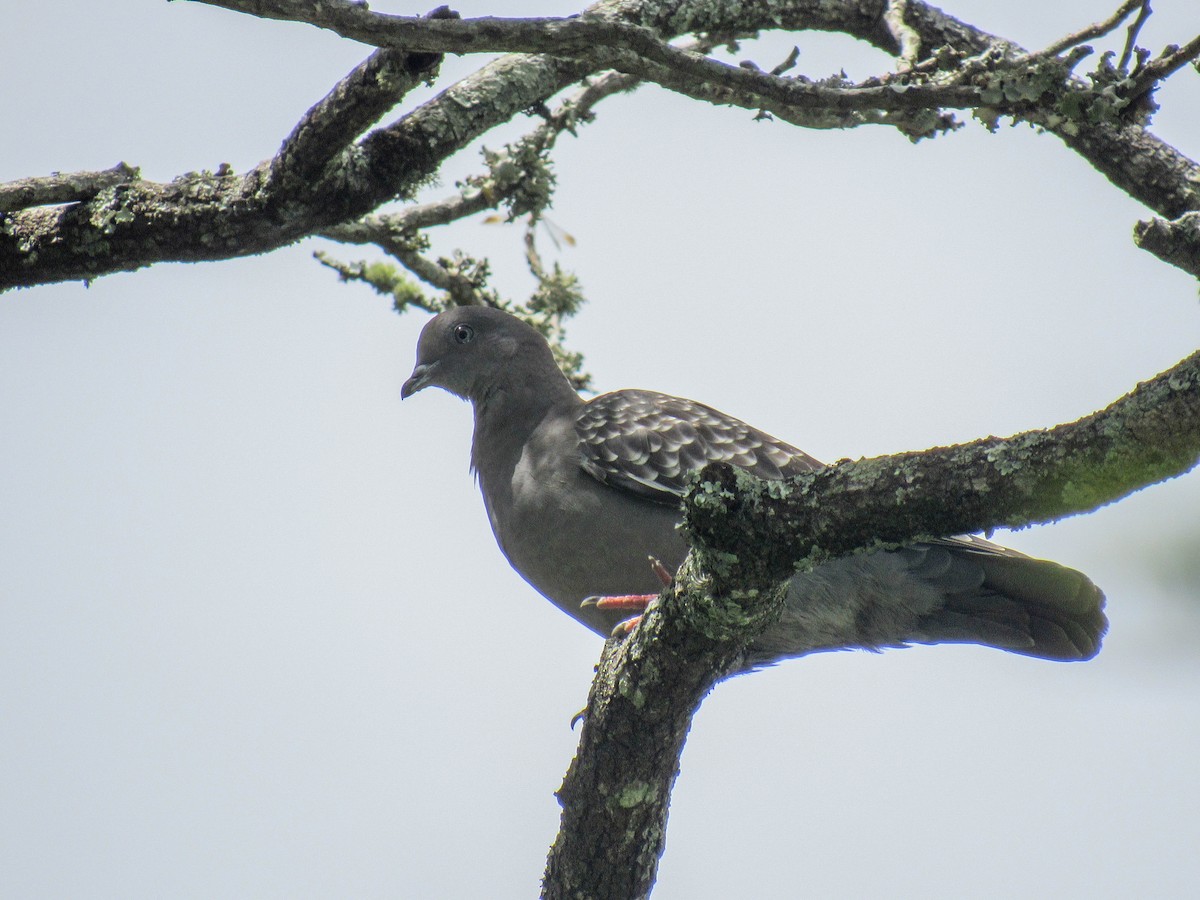 Spot-winged Pigeon (maculosa) - ML615668478