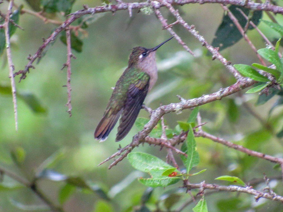 kolibřík paraguayský - ML615668482