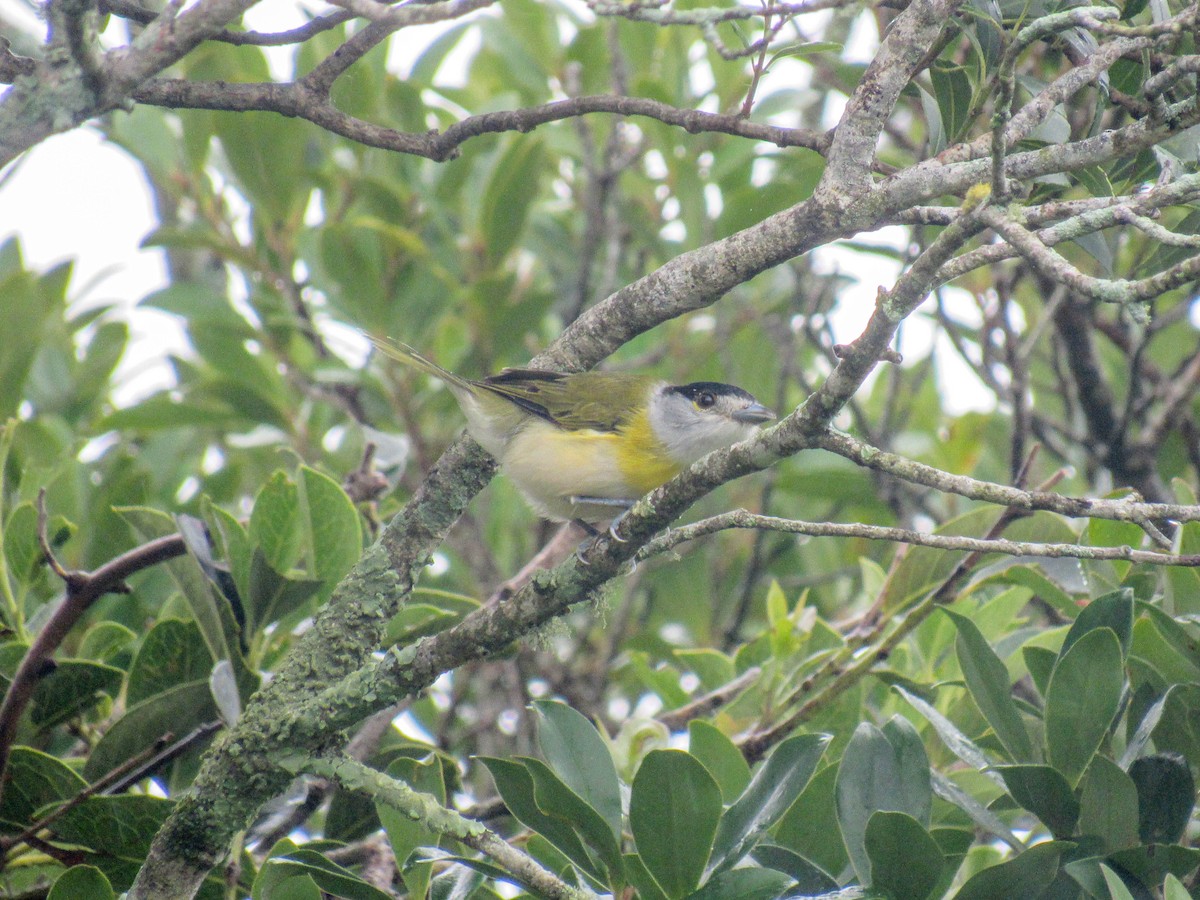 Anambé Verdoso (viridis) - ML615668493