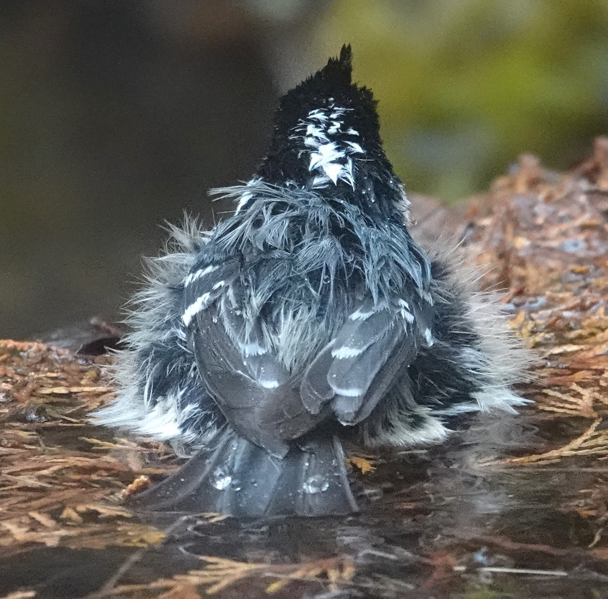 Coal Tit - Mark Robbins