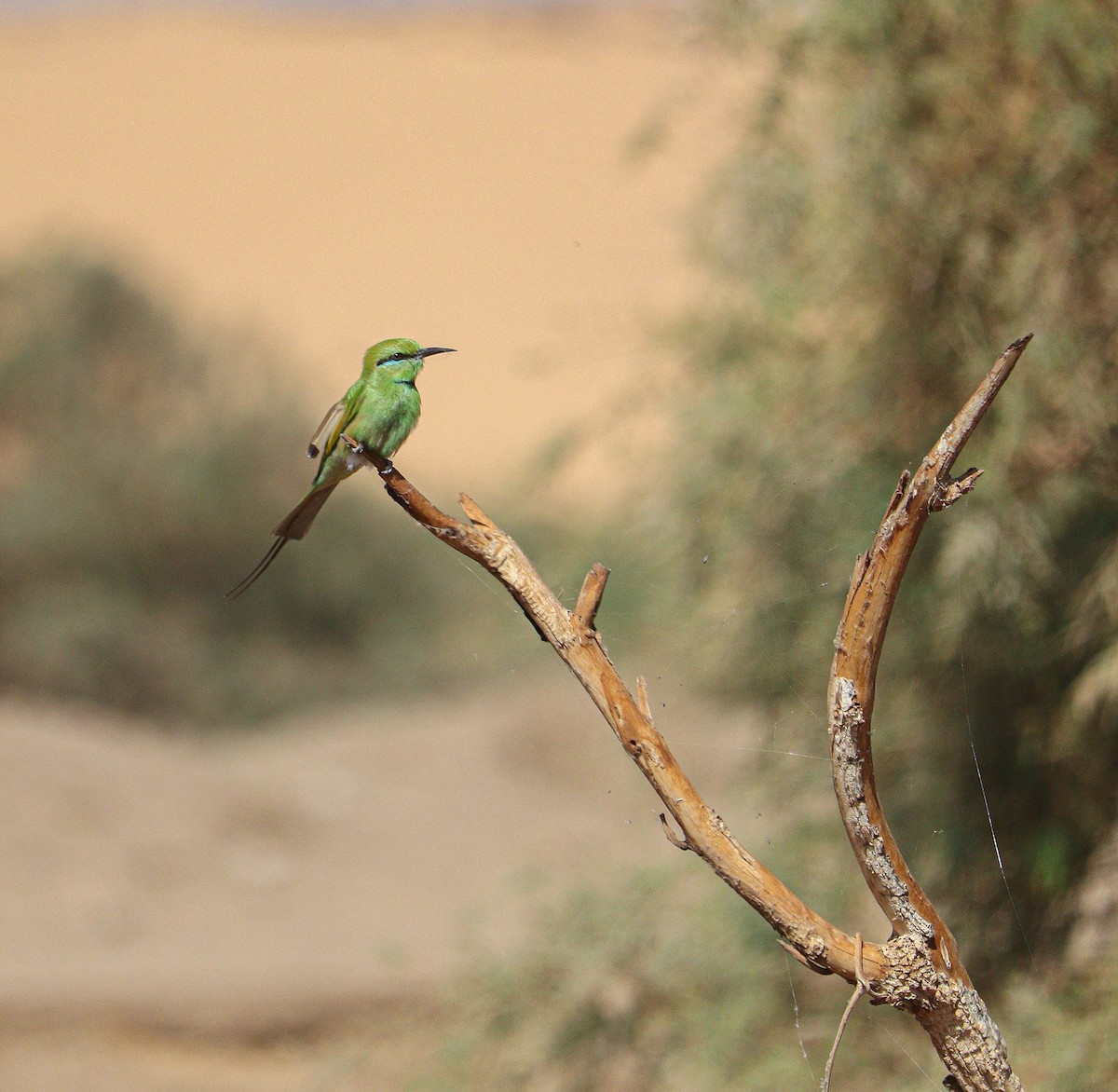 African Green Bee-eater - ML615668536