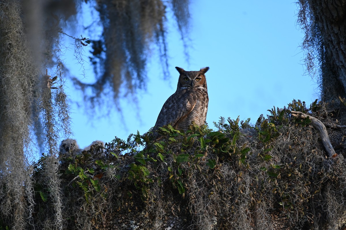 Great Horned Owl - ML615668631