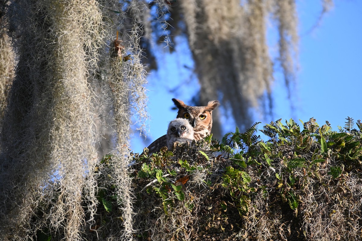 Great Horned Owl - ML615668632