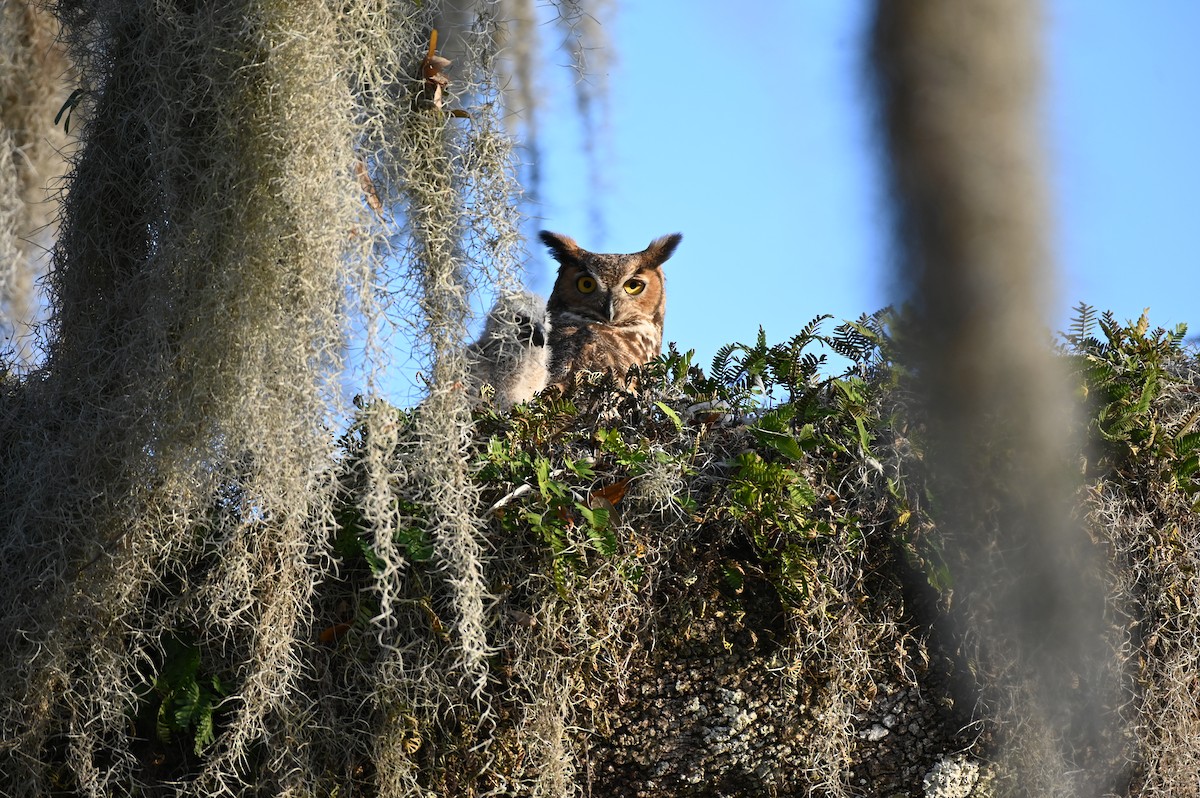 Great Horned Owl - Taylor Naquin