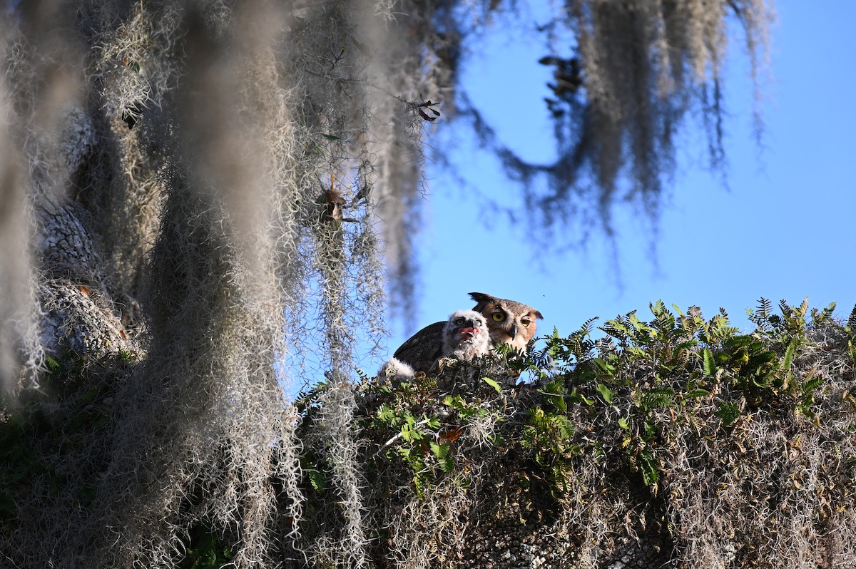 Great Horned Owl - ML615668634