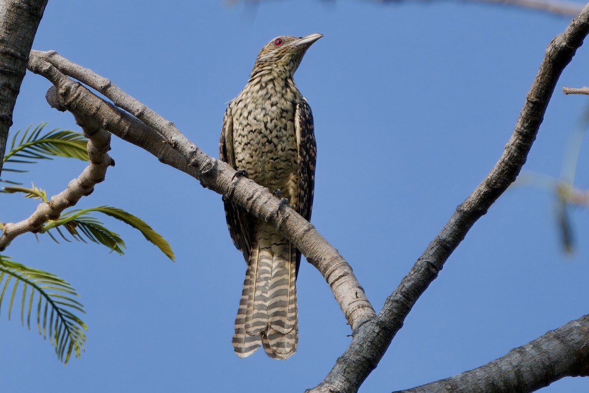 Asian Koel - ML615668671