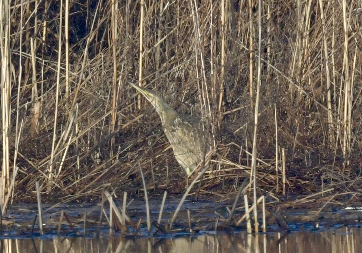 American Bittern - ML615668726