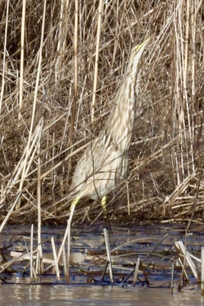 American Bittern - ML615668728