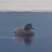 Gadwall - ML615668790