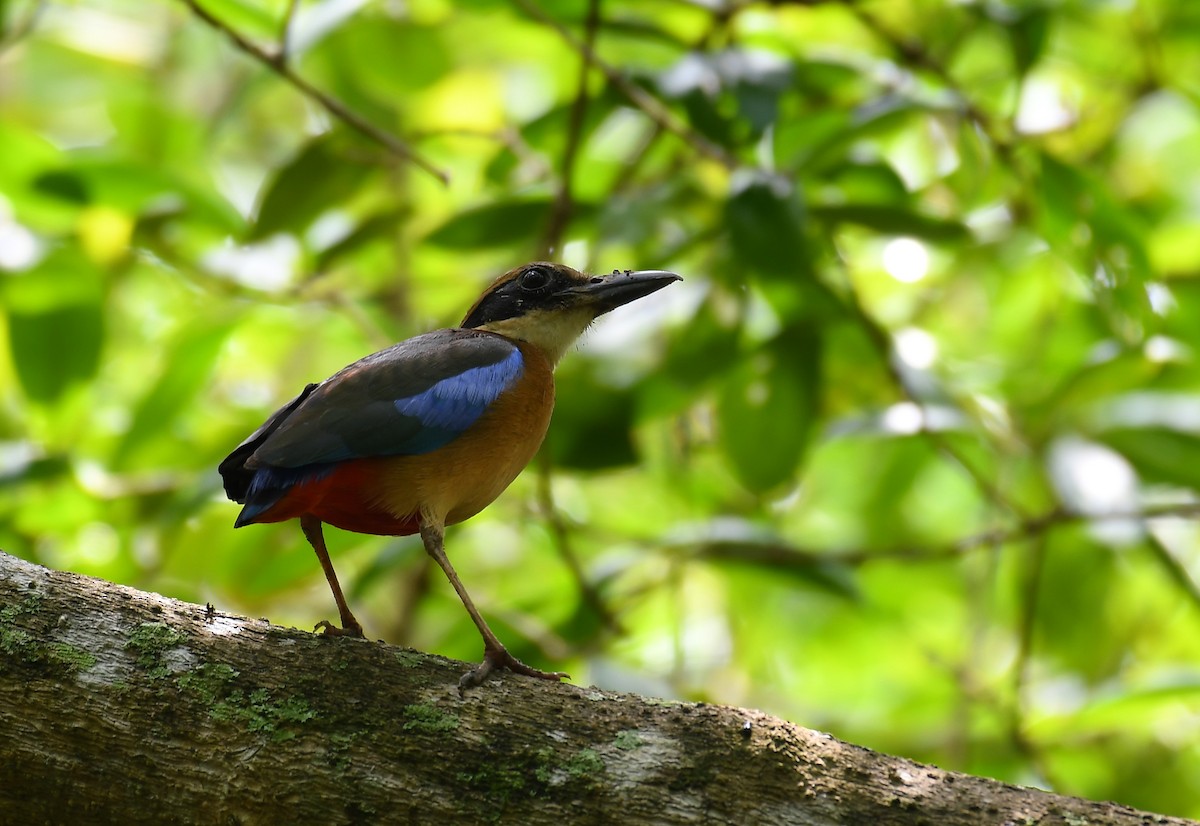 Mangrove Pitta - ML615668811