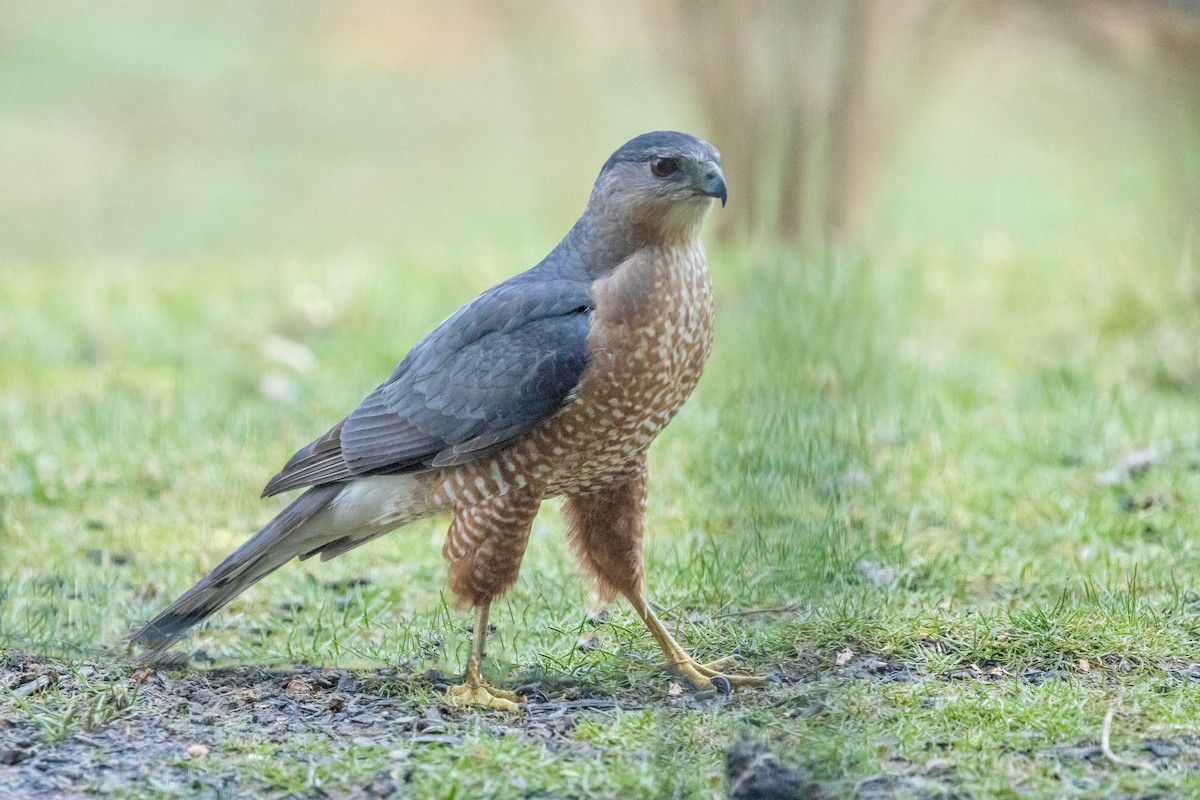 Cooper's Hawk - Liz Pettit