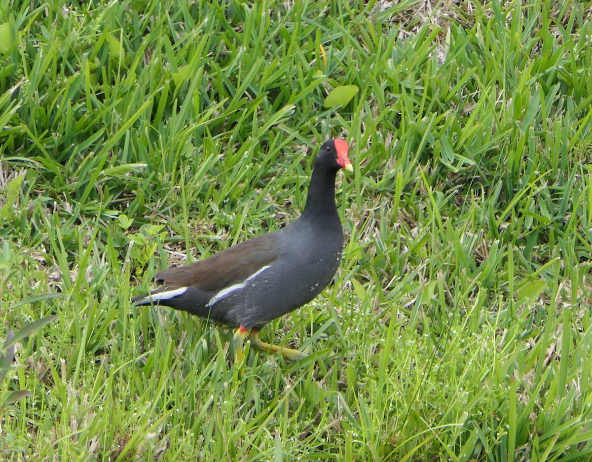 Gallinule d'Amérique - ML615668879