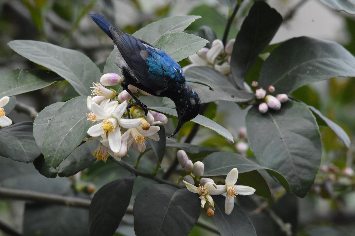 Purple Sunbird - ML615668970