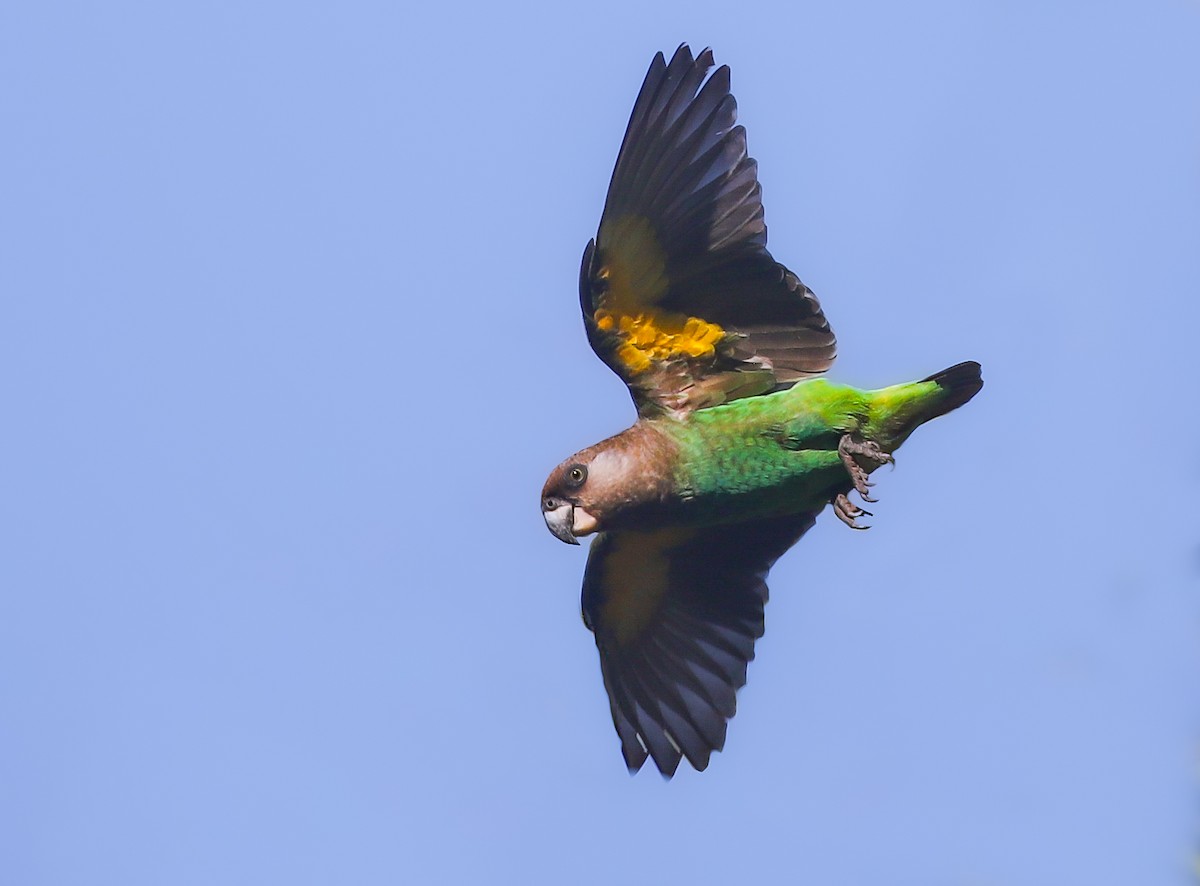 Brown-headed Parrot - Adam Buckham