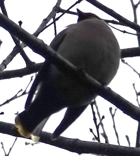 Bohemian Waxwing - Mark Robbins