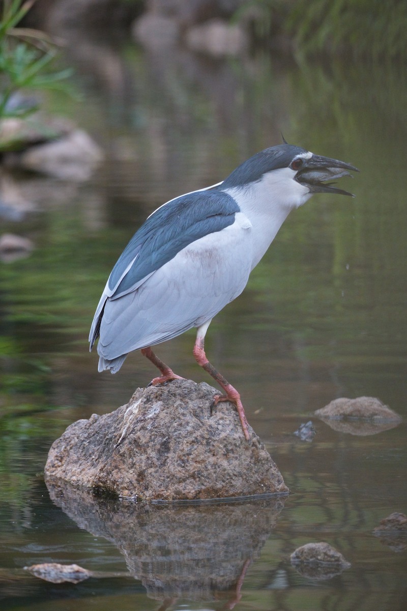 Black-crowned Night Heron - ML615669107