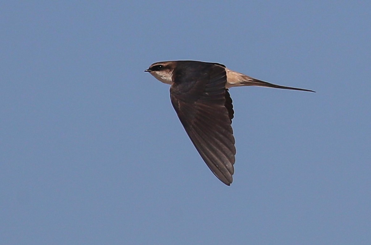 Golondrina Culigrís - ML615669115