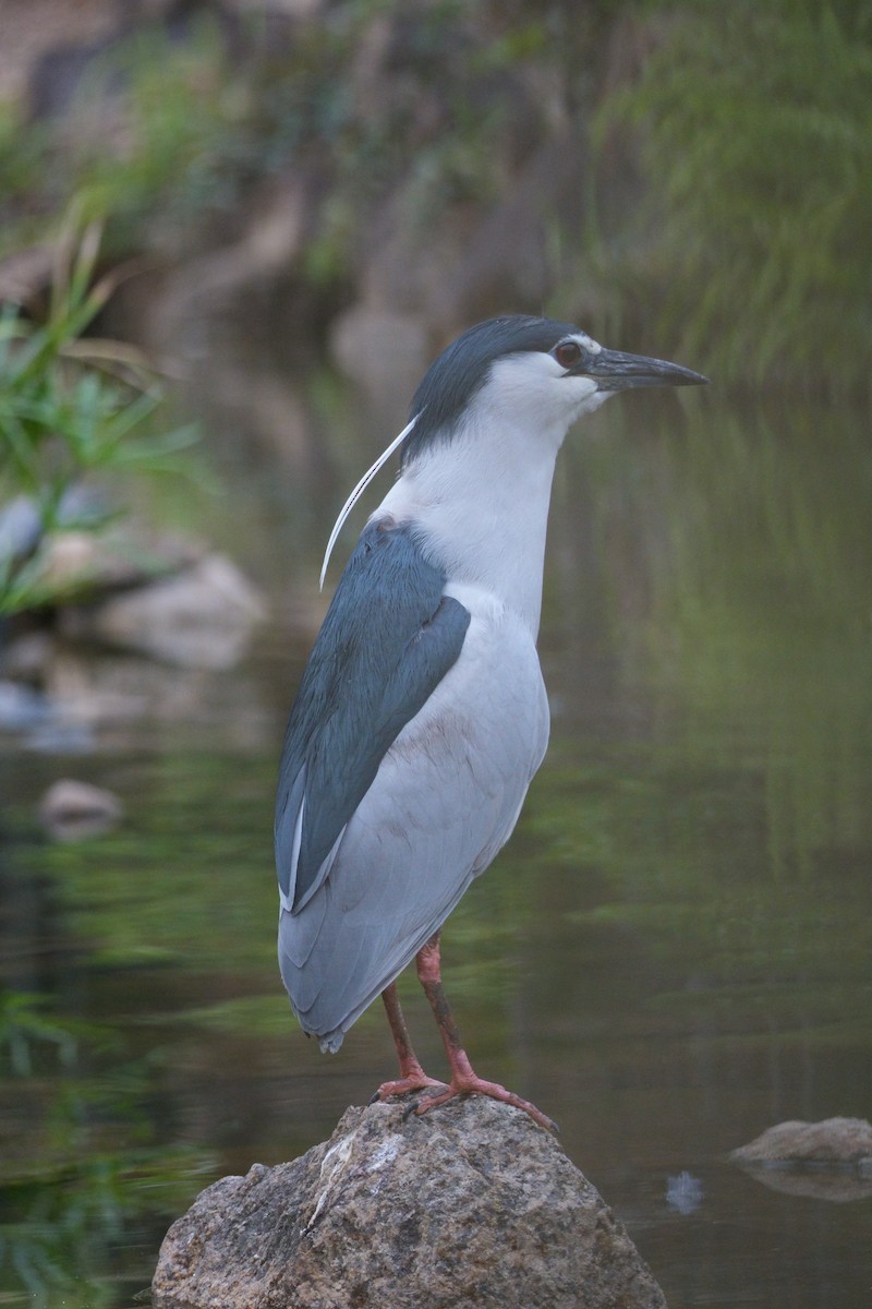 Black-crowned Night Heron - ML615669128
