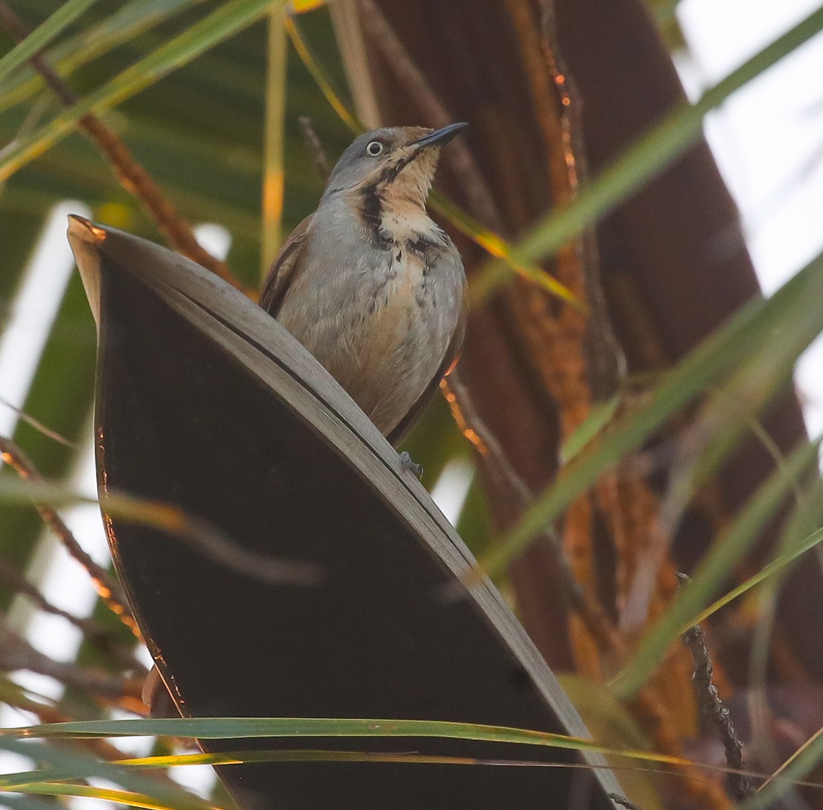 Collared Palm-Thrush - Adam Buckham