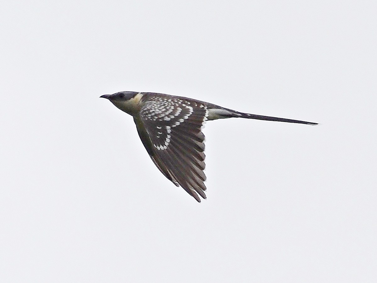 Great Spotted Cuckoo - ML615669155