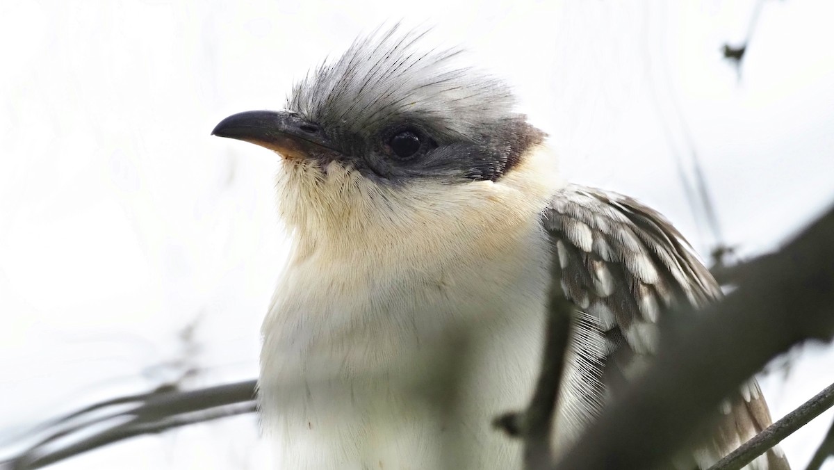 Great Spotted Cuckoo - ML615669156
