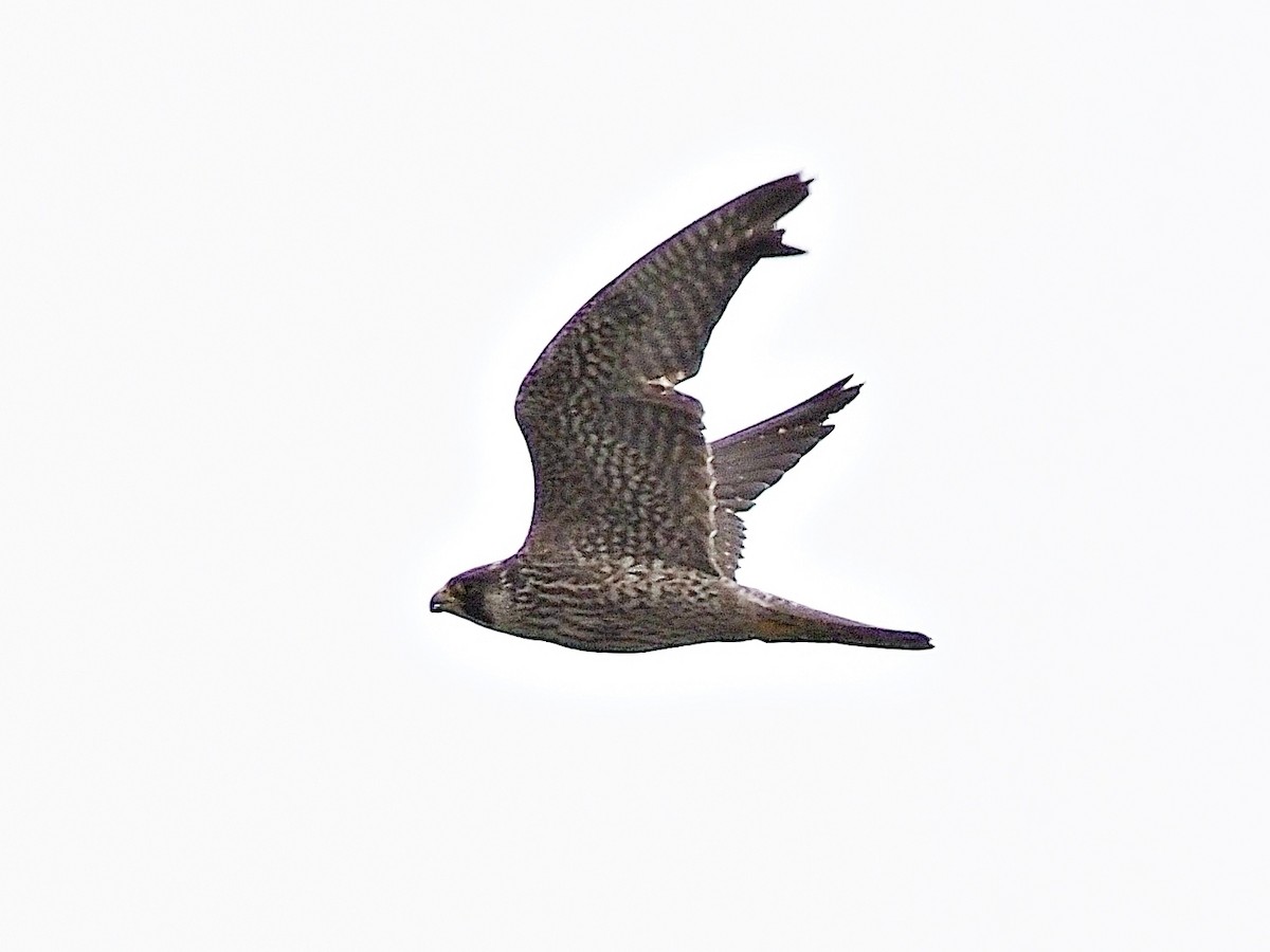 Peregrine Falcon - ML615669158