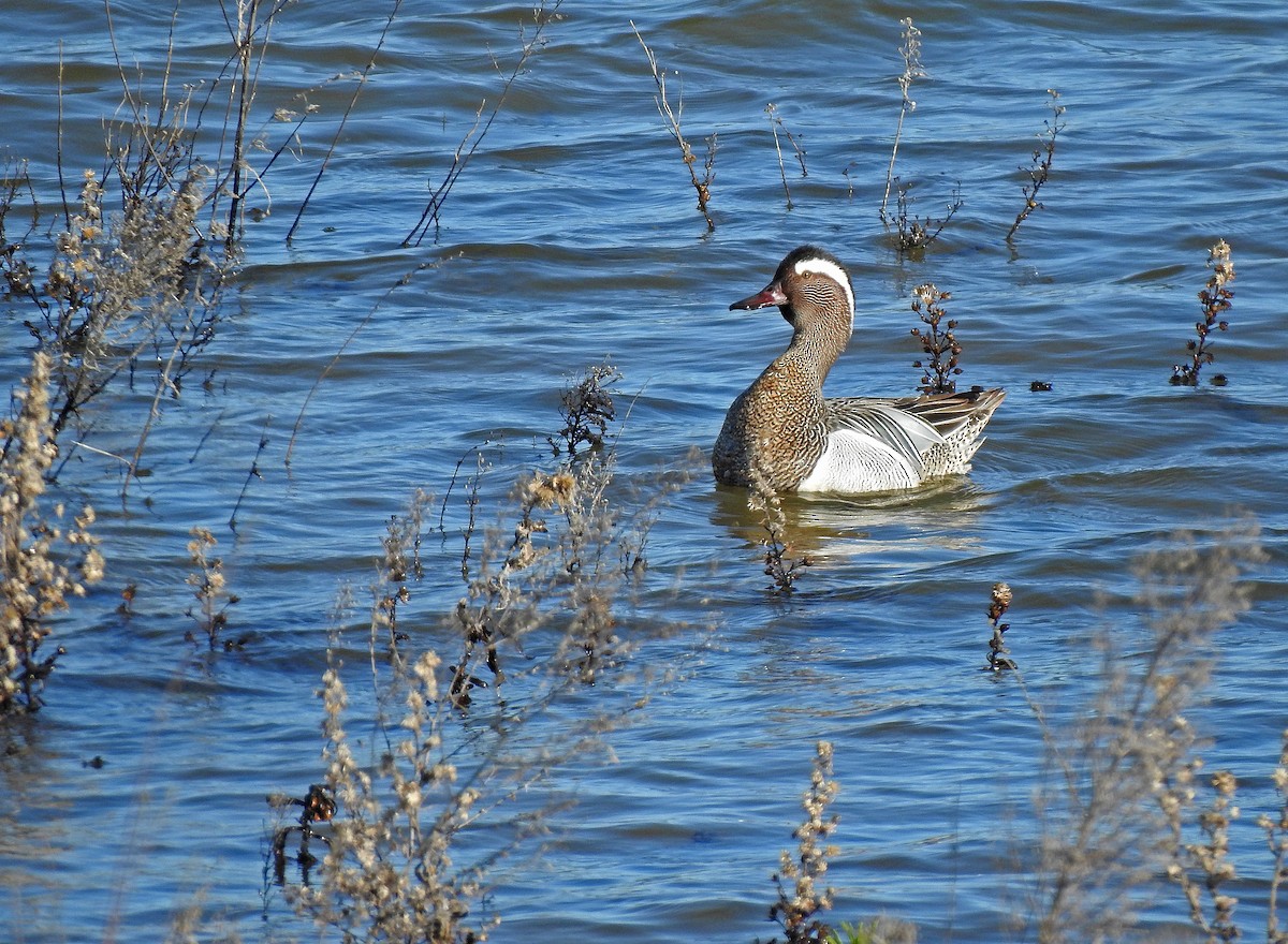 Garganey - ML615669265