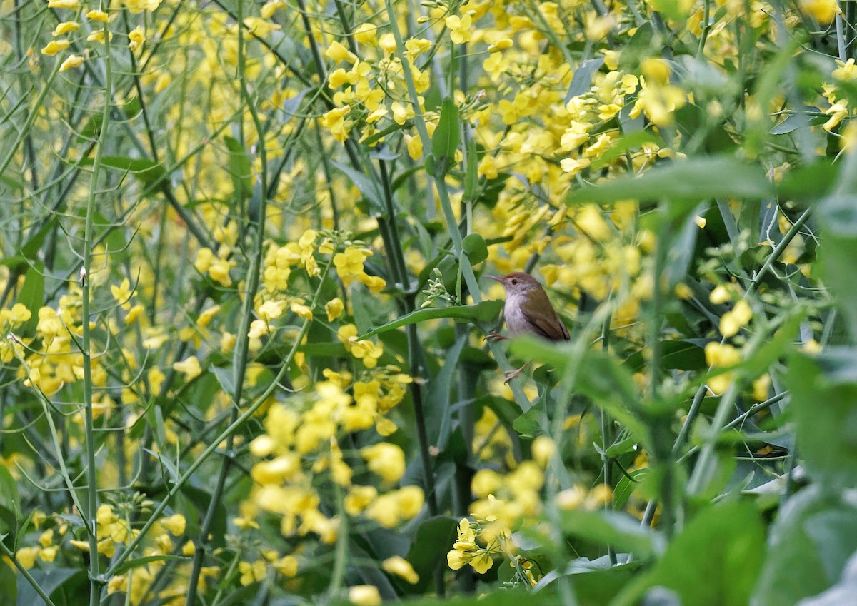 Rotstirn-Schneidervogel - ML615669271