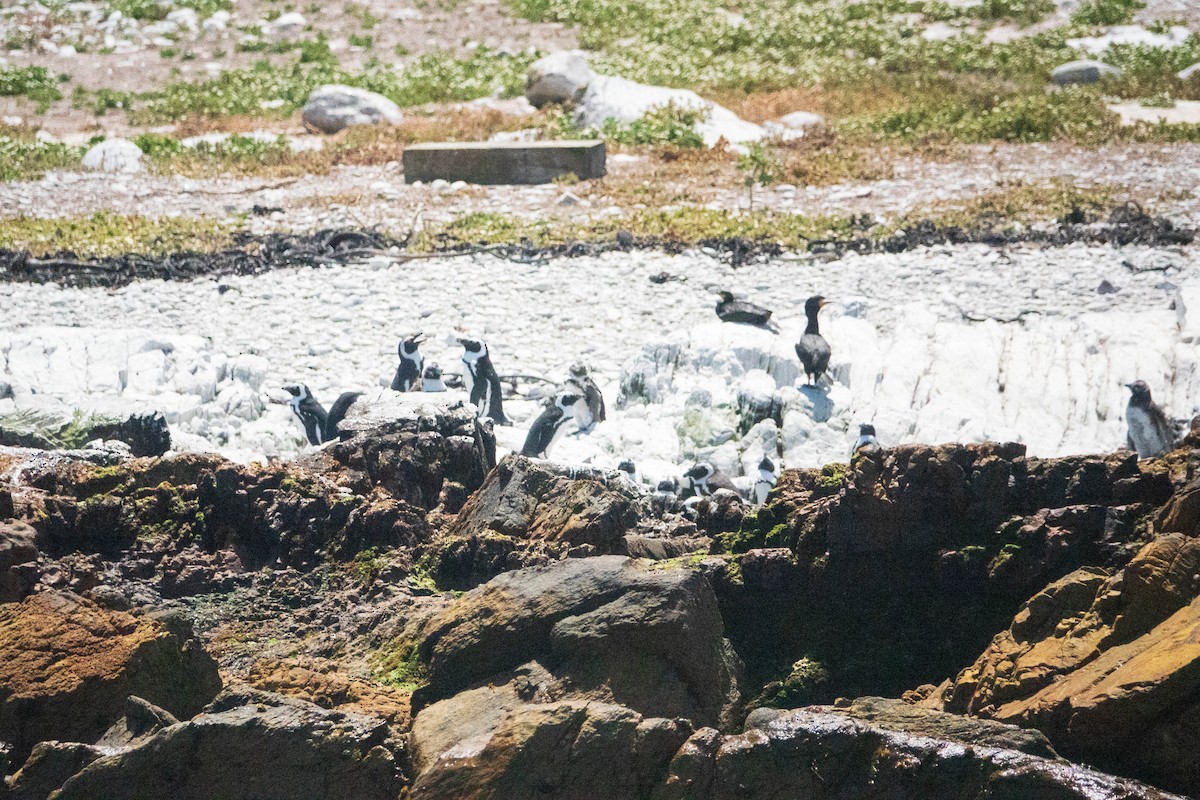 African Penguin - ML615669273