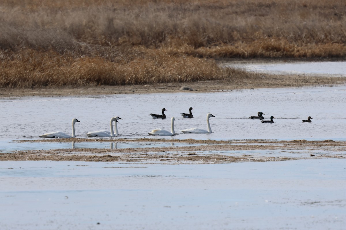 Tundra Swan - ML615669278