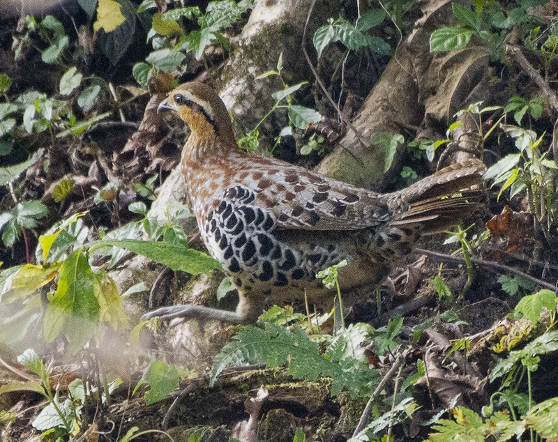 Mountain Bamboo-Partridge - ML615669294