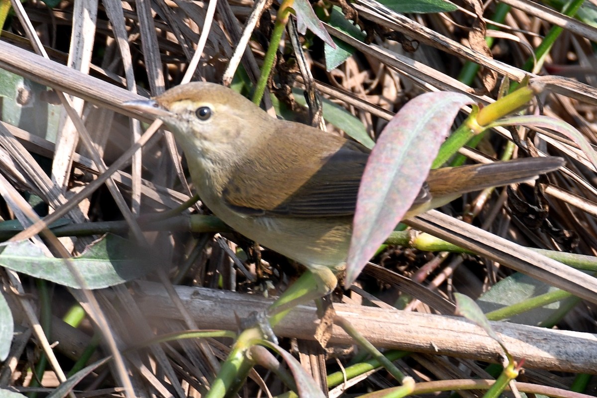 Paddyfield Warbler - ML615669323