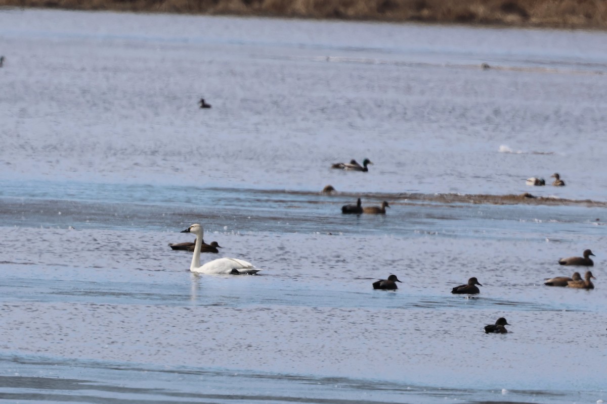 Tundra Swan - ML615669326