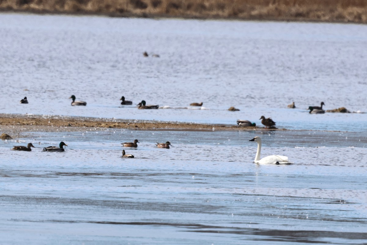 Tundra Swan - ML615669327