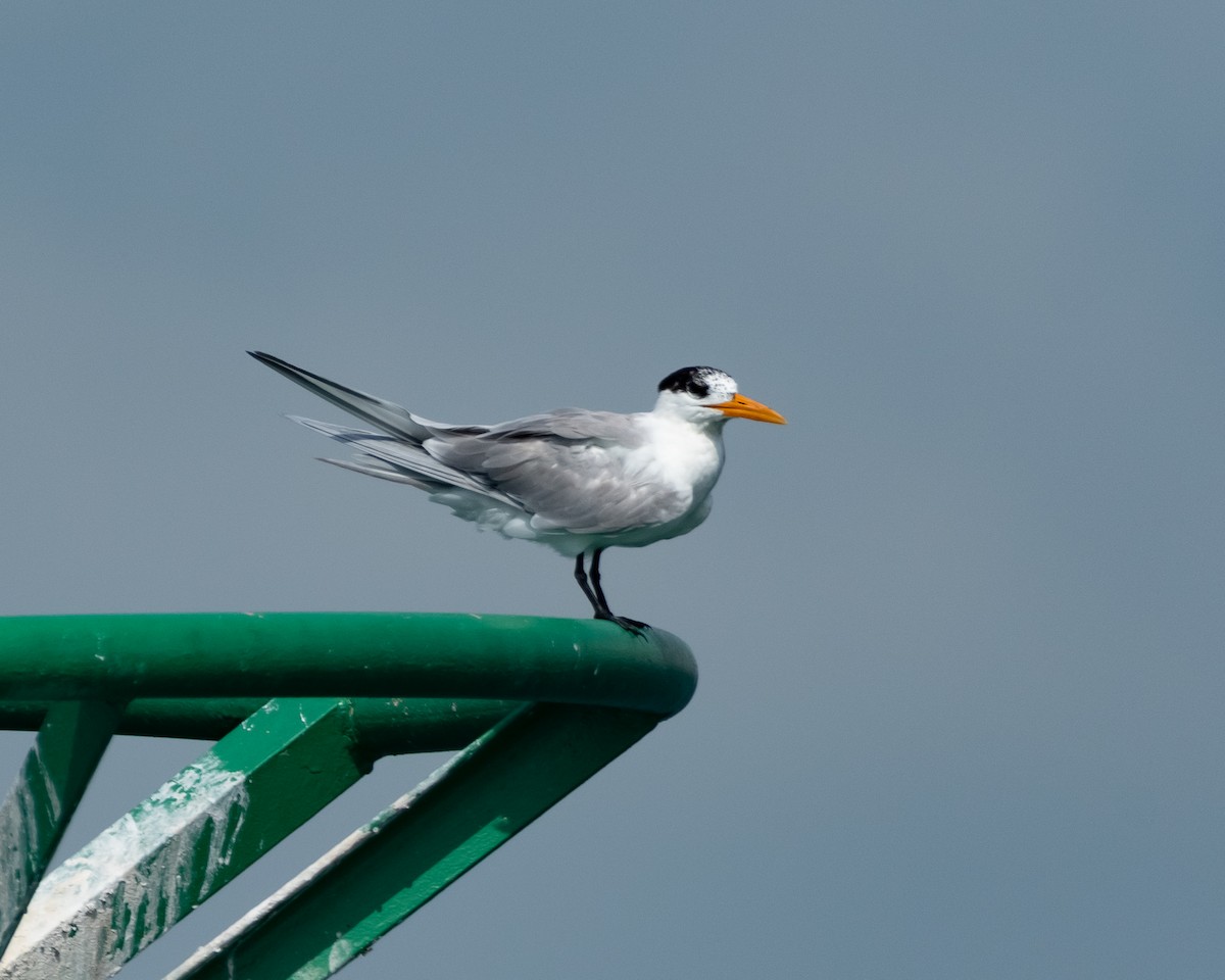 Lesser Crested Tern - ML615669369