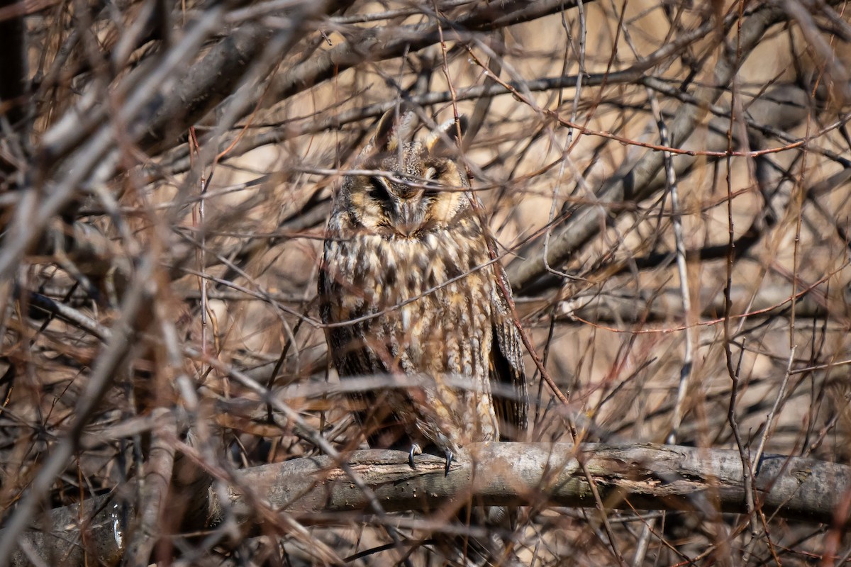 Long-eared Owl - ML615669409