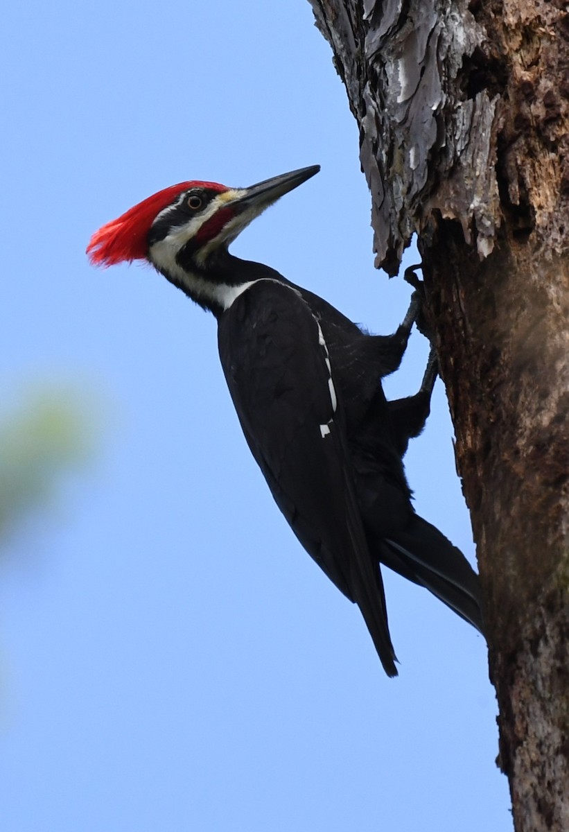 Pileated Woodpecker - Wendy N