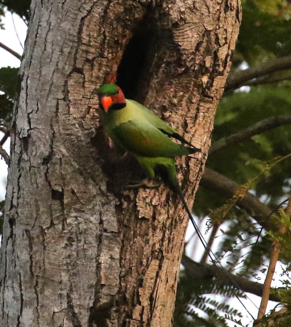 Long-tailed Parakeet - ML615669484