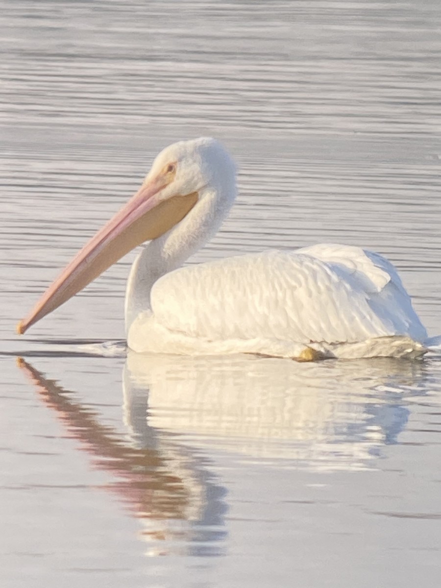 American White Pelican - Ralph Sams III
