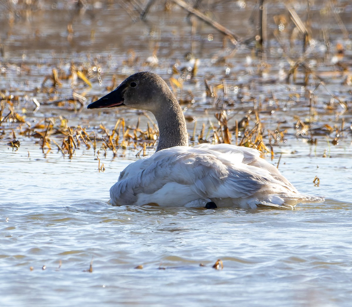 Cygne siffleur - ML615669555