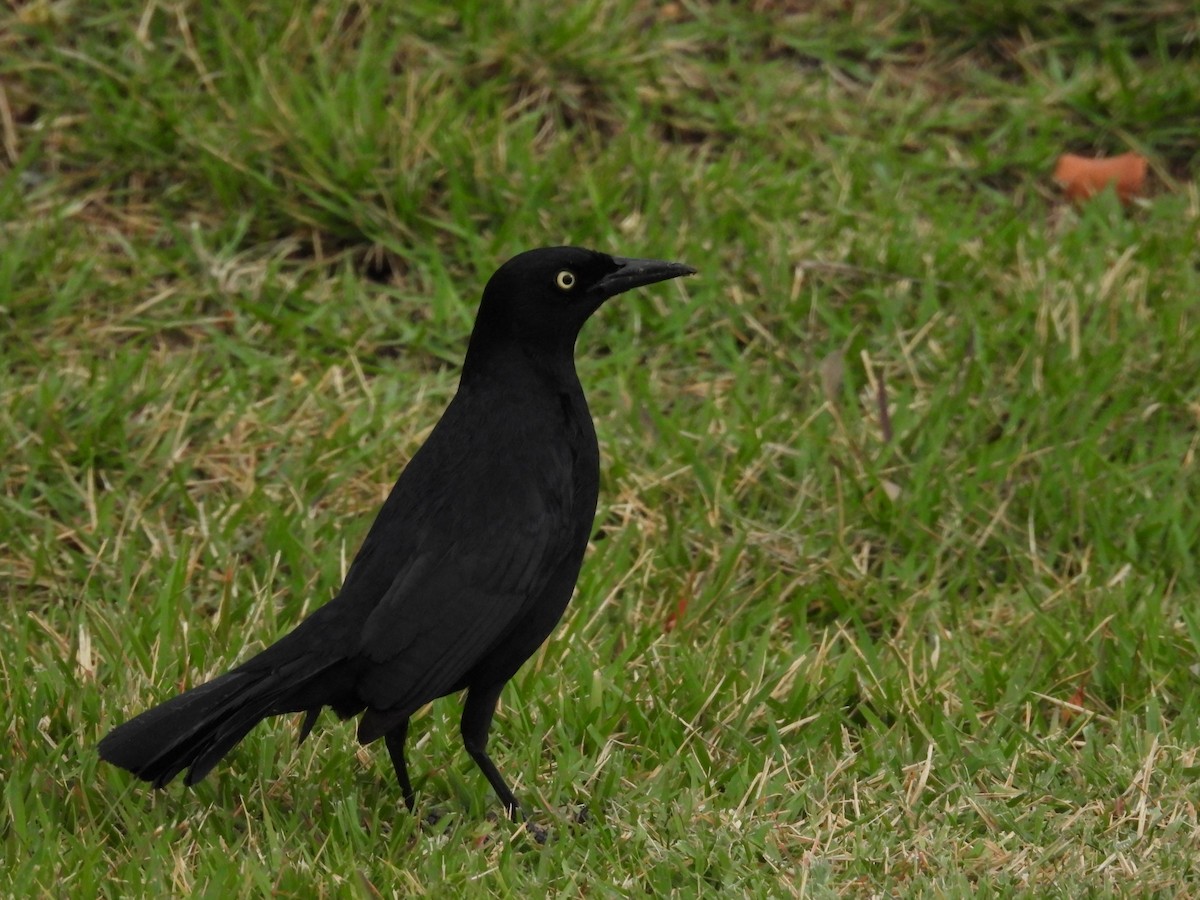 Greater Antillean Grackle - ML615669557