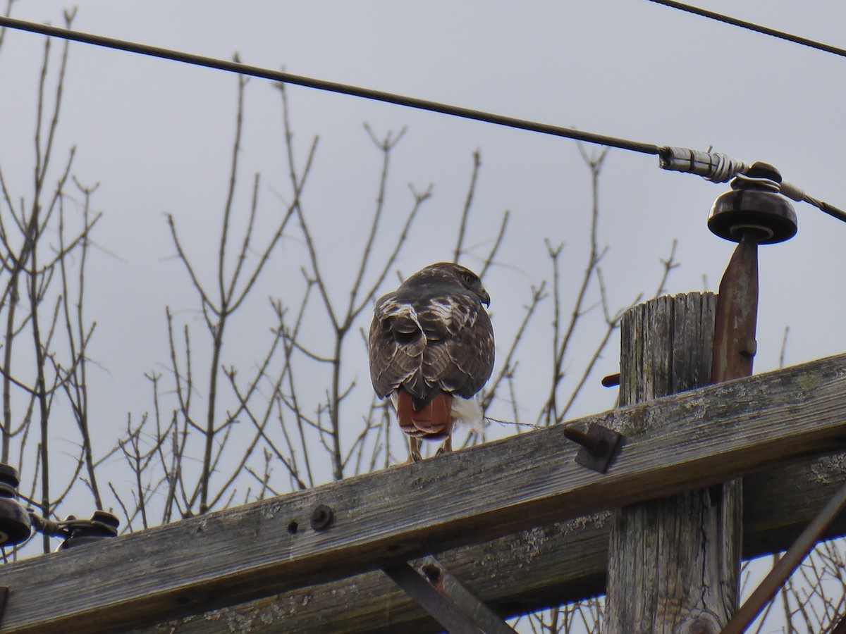 Red-tailed Hawk - ML615669565