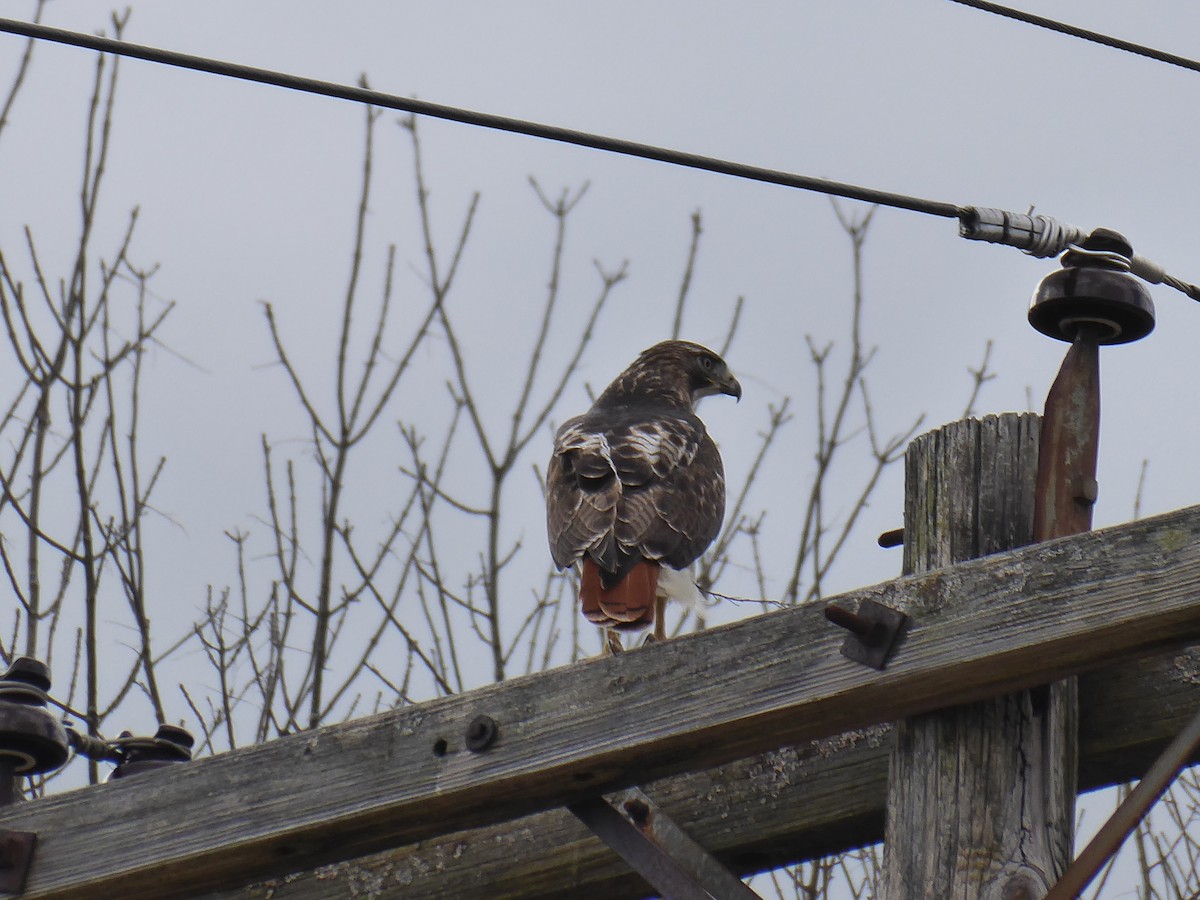 Red-tailed Hawk - ML615669566