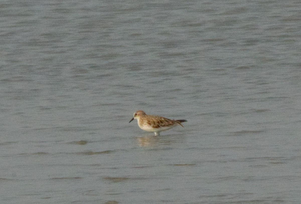 Little Stint - ML615669569